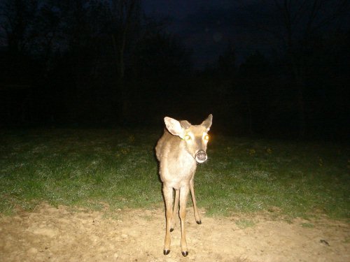 Whitetail buck