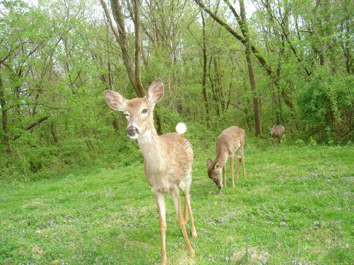 Winking deer