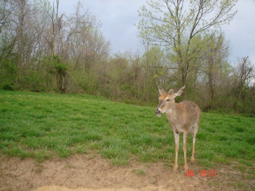 Buck at a mineral lick