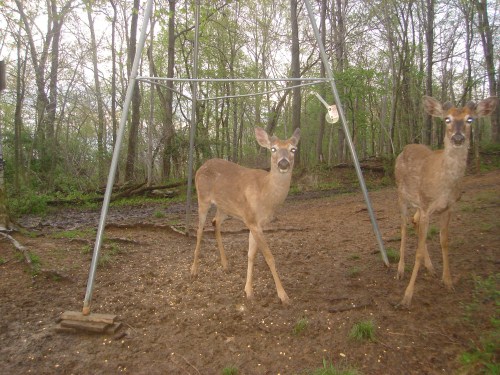 Picture of two bucks