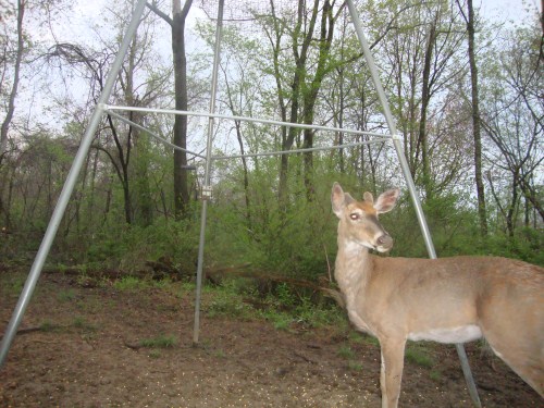 Whitetail buck picture