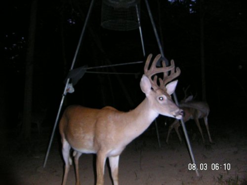 8 point buck