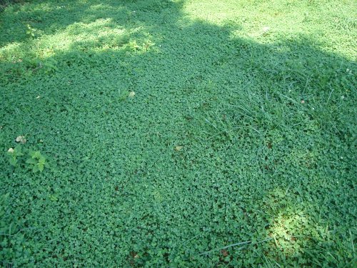 Durana Clover closeup