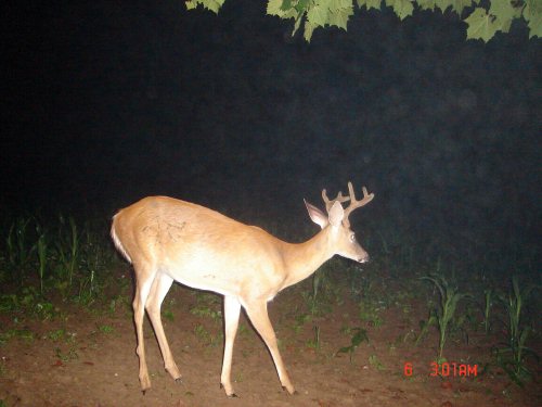 Eight point buck