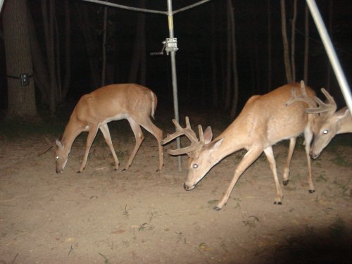 Nine and seven point bucks