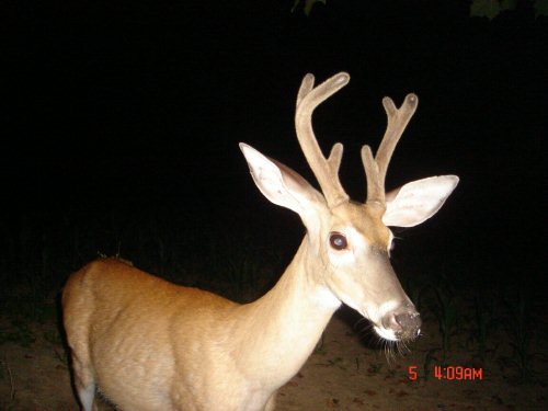 Six point whitetail buck