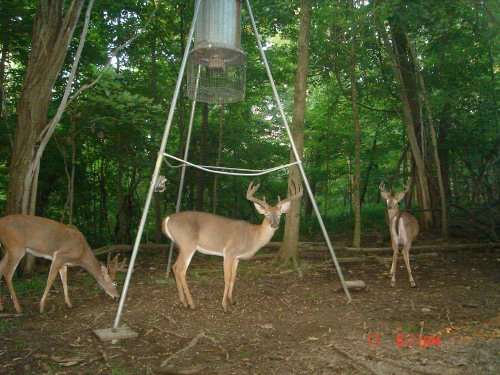 Wide nine point buck