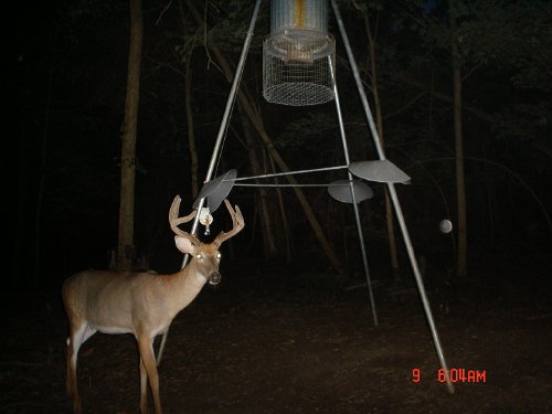 7 point whitetail buck