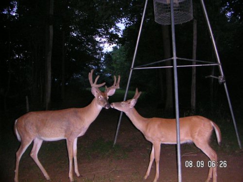 9 point and spike buck