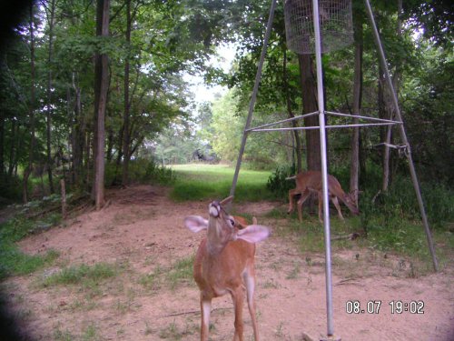 spike buck shaking his head