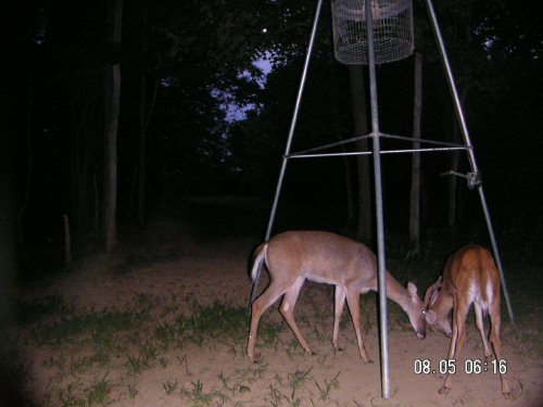 Sparring whitetail bucks