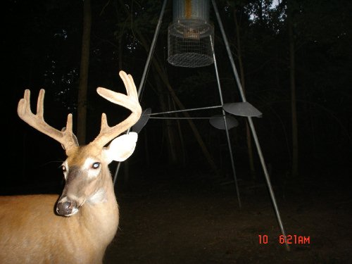 wide racked 8 point buck