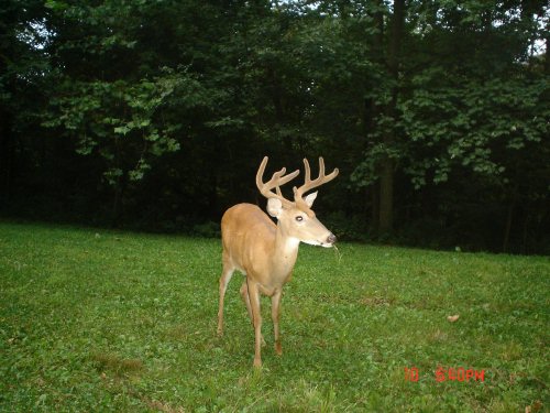 Buck with bent antler