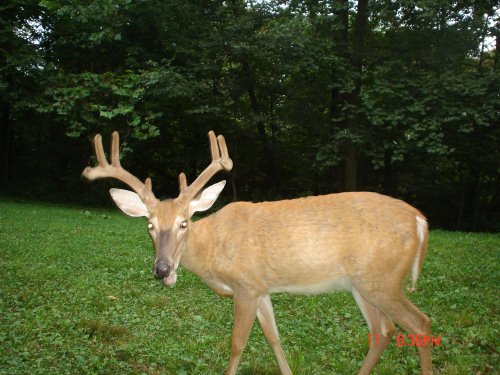 Sticker Point Buck