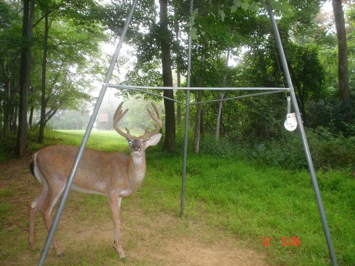 Tall racked ten point buck