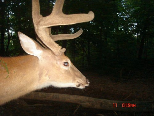 Buck close up