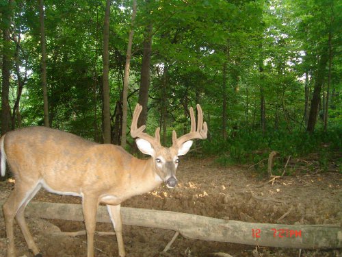 Nine point buck