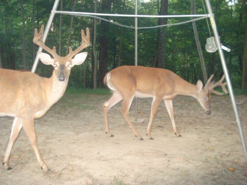 Split brow tine eight point buck