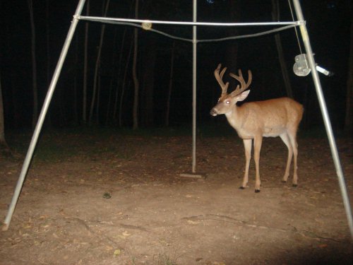 Tall eight point buck