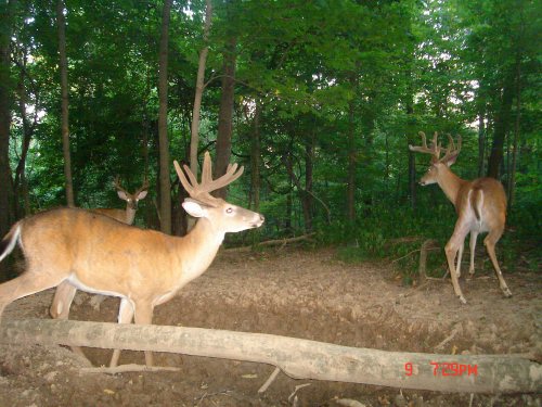 Three whitetail bucks