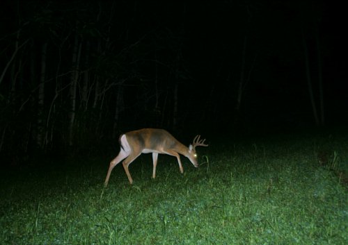 Eight point whitetail buck