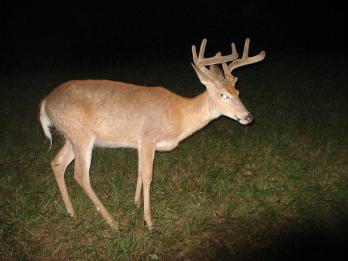 Nine point buck