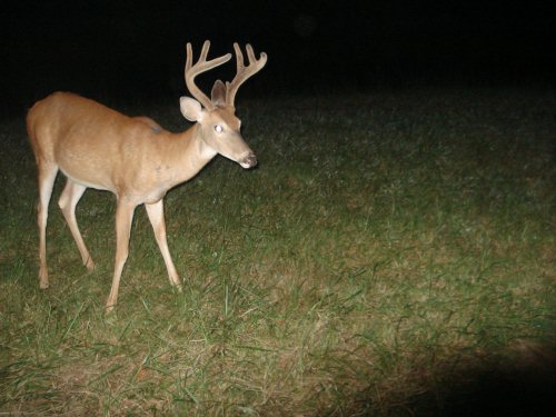 Seven point buck