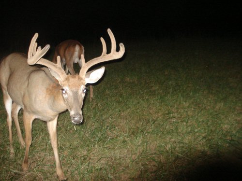 Wide nine point whitetail buck