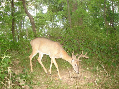 Eight point buck in velvet