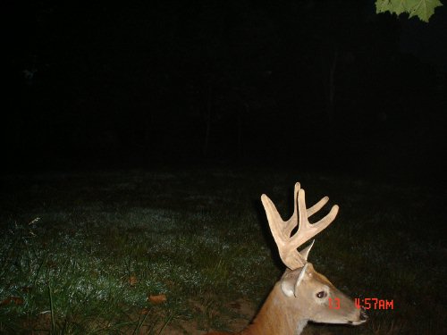 Eight point buck in velvet