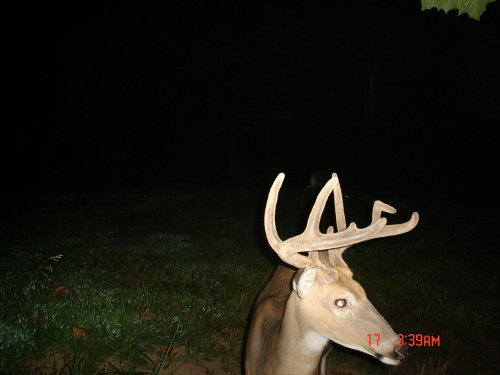 Nine point buck with bent antler