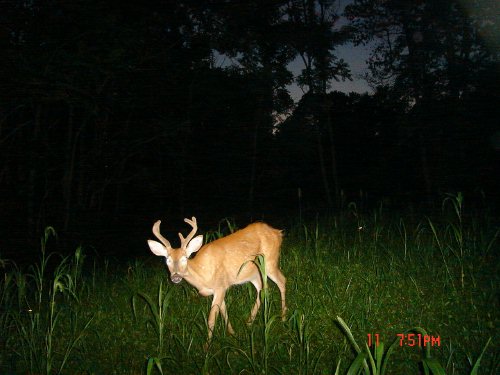 Seven point buck in velvet