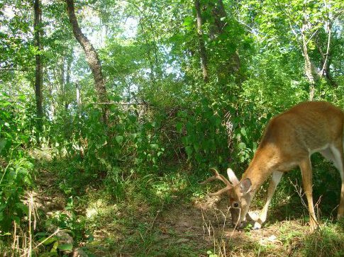 Six point buck in velvet