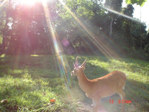 Spike buck in velvet