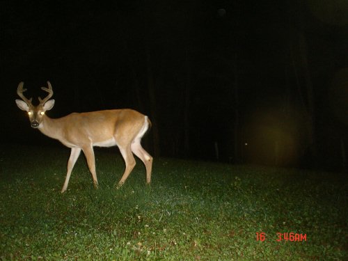 Eight point buck