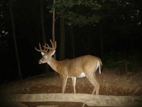 Nine point buck