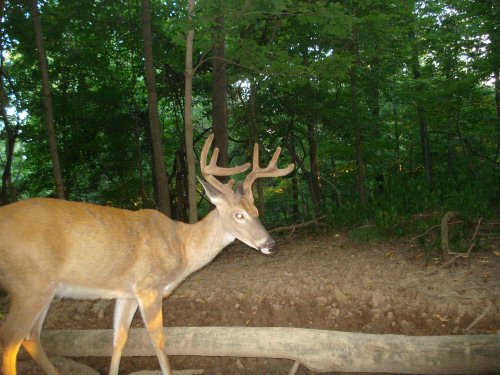 Split brow tine buck