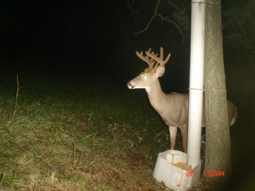 10 point buck