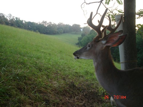 Close rack eight point buck