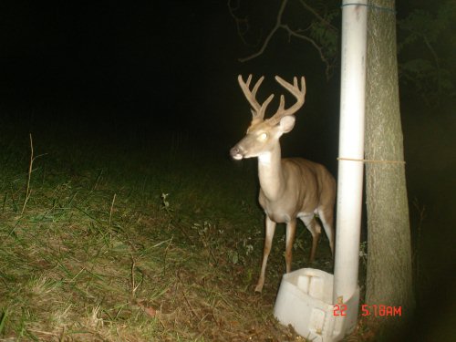 Eight point buck