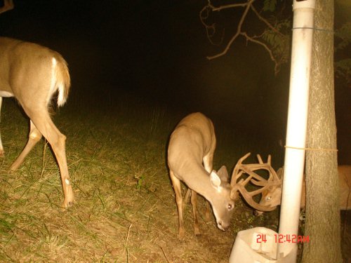 Fighting bucks