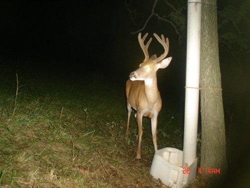 Seven point buck