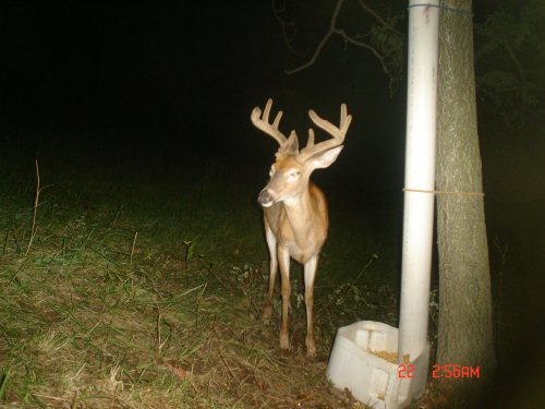 Sticker point buck