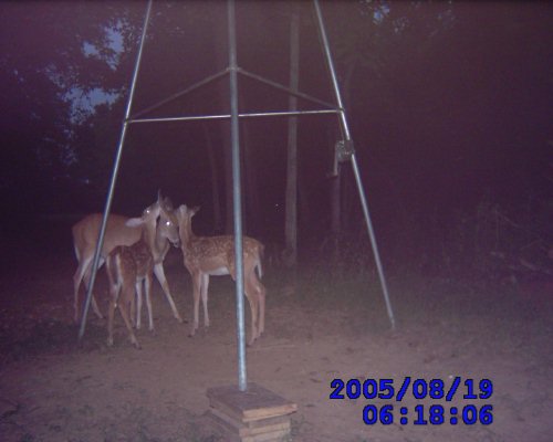 doe and fawns