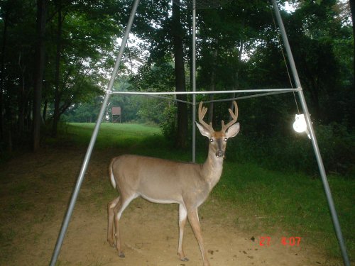 Seven point buck