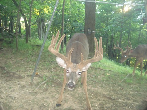 Ten point buck