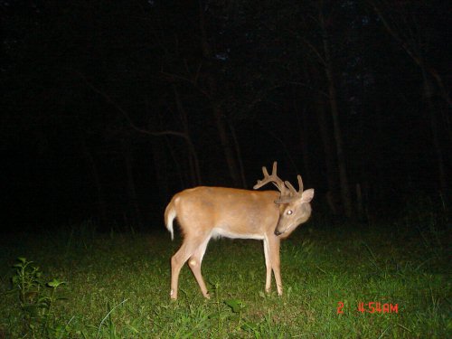 Ten point buck