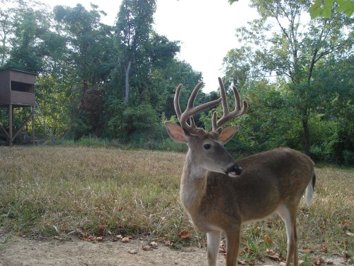 Deformed nine point buck