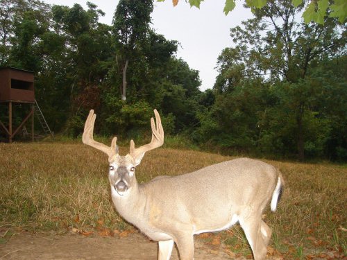 Nine point buck