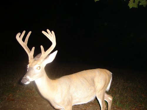 Tall eight point buck